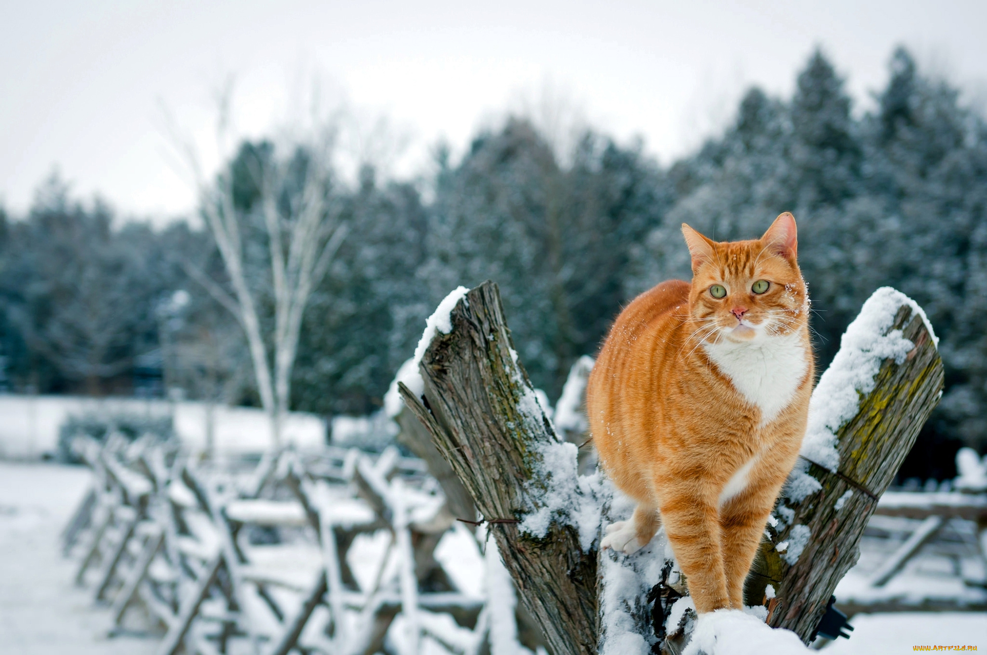 животные, коты, деревья, природа, зима, кот, рыжий, кошка, забор, снег