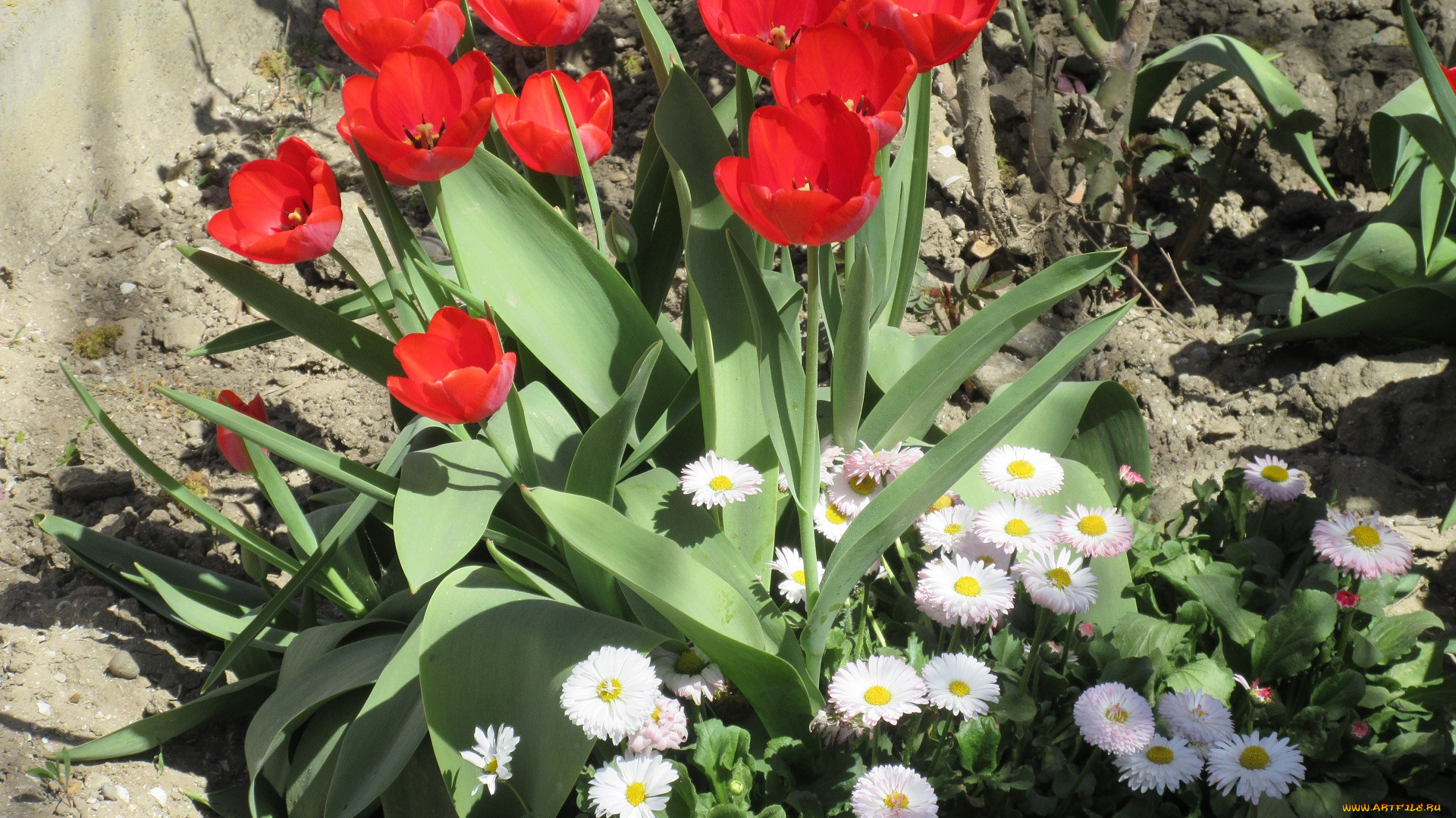 цветы, разные, вместе, весна, 2018, апрель