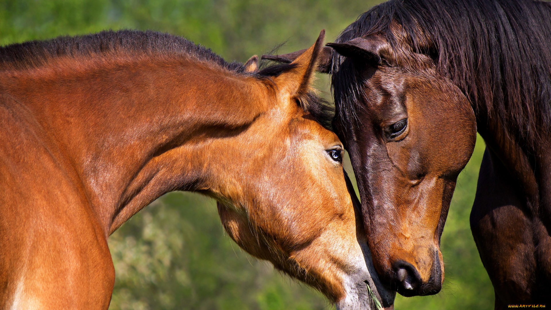 животные, лошади, пара, гнедые, любовь, нежность