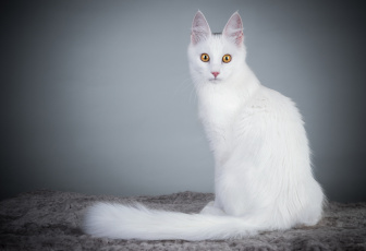 Картинка животные коты белая