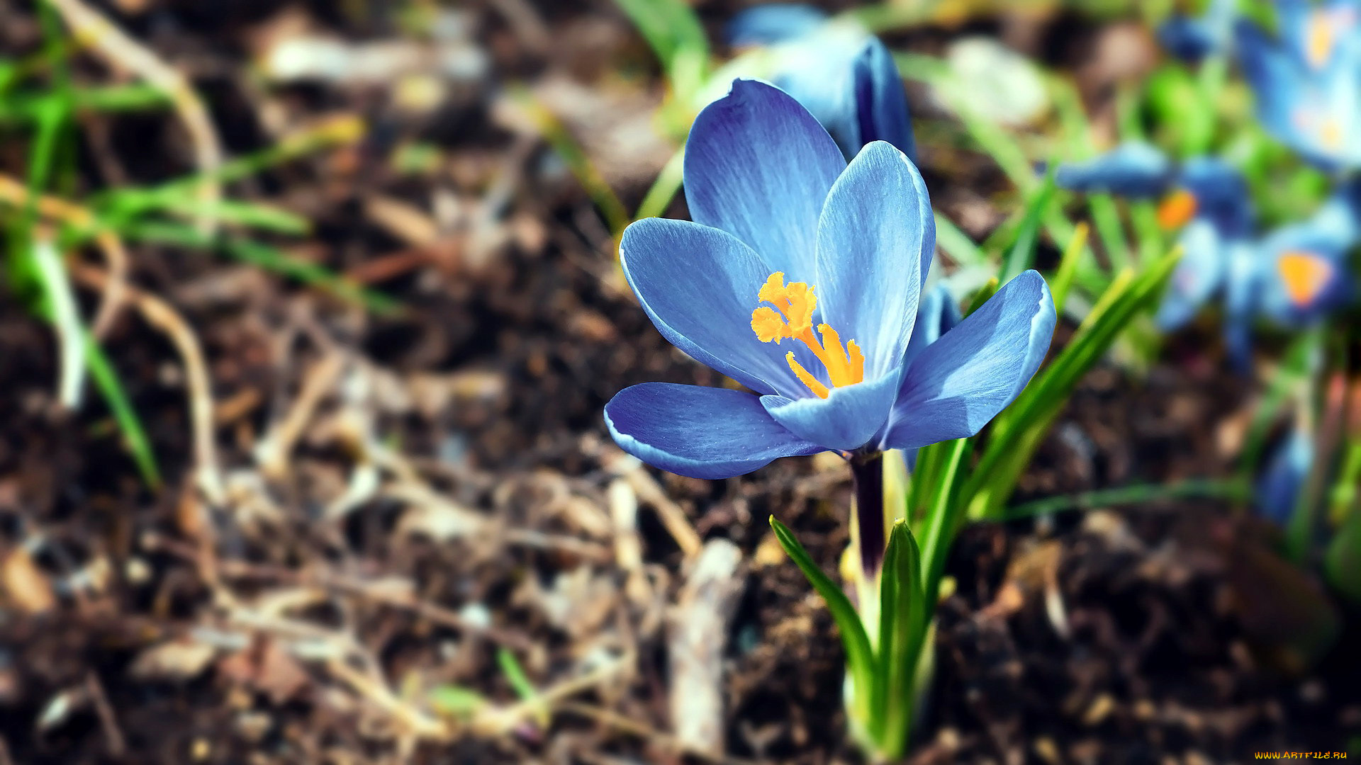 цветы, крокусы, весна, крокус, синий