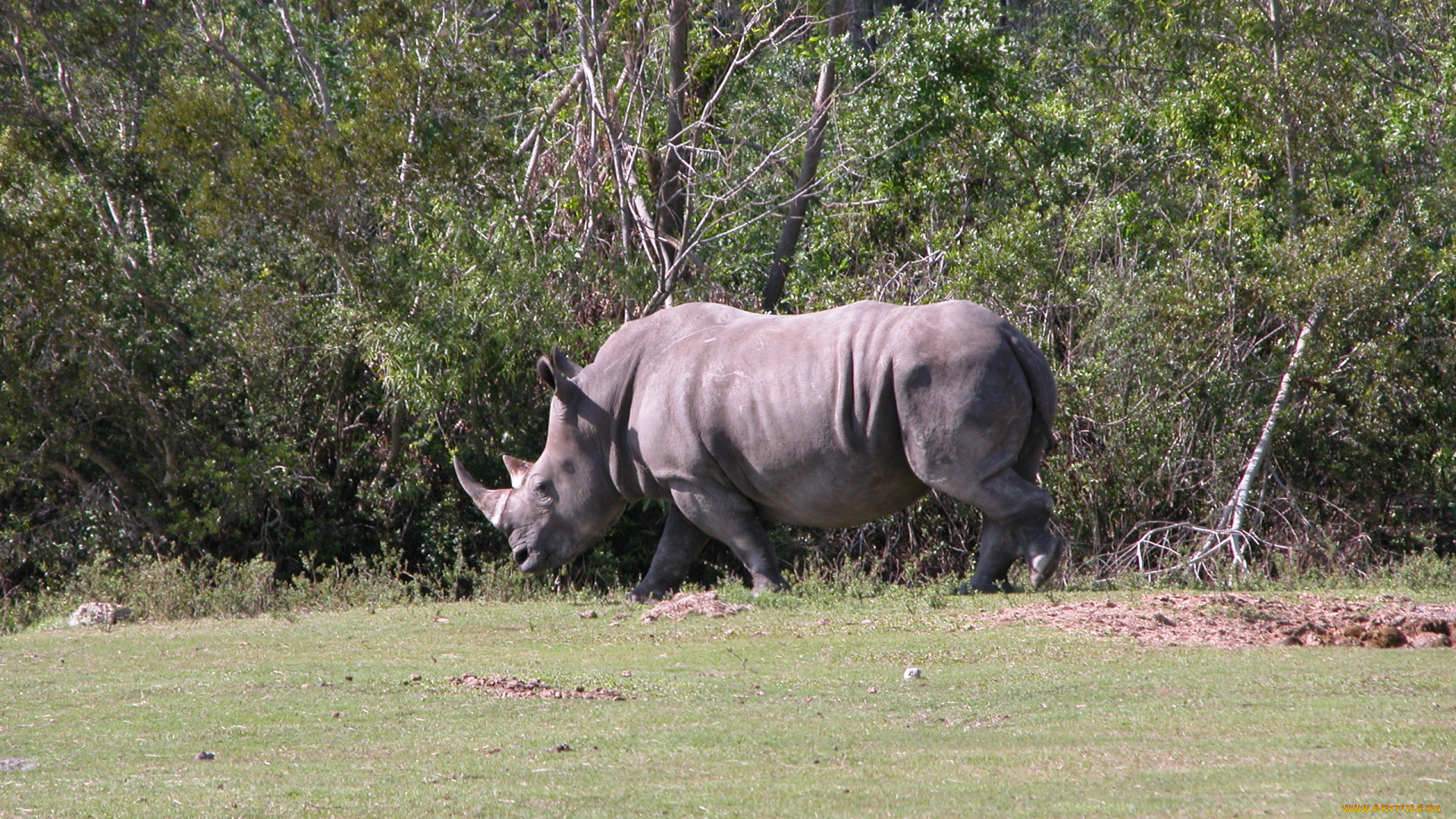 животные, носороги, носорог