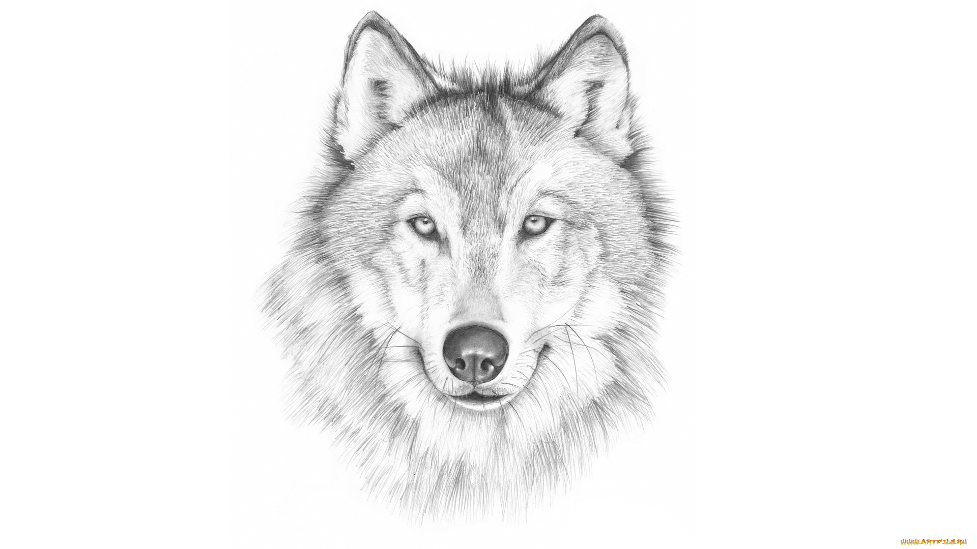 рисованное, животные, , волки, светлый, фон, морда, волк, wolf