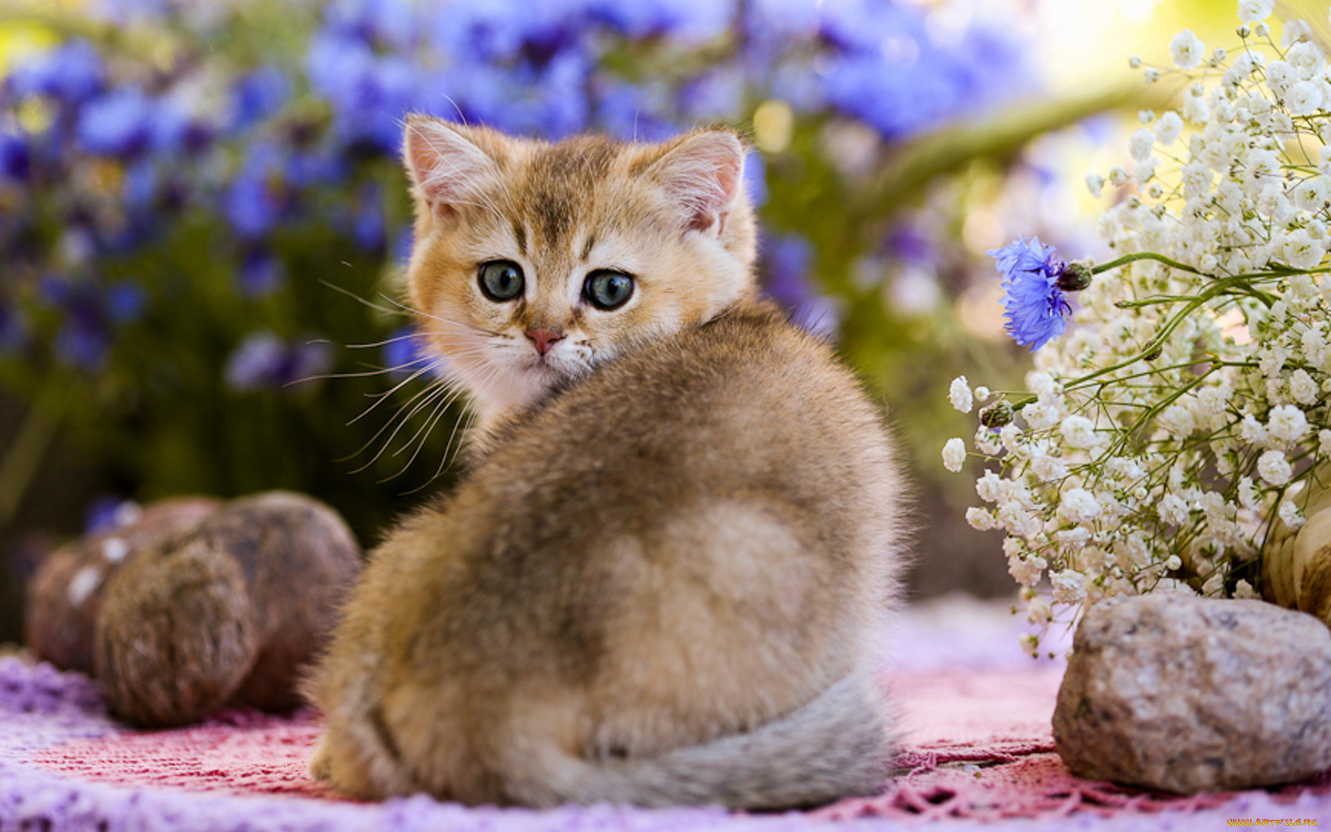 животные, коты, камни, цветы