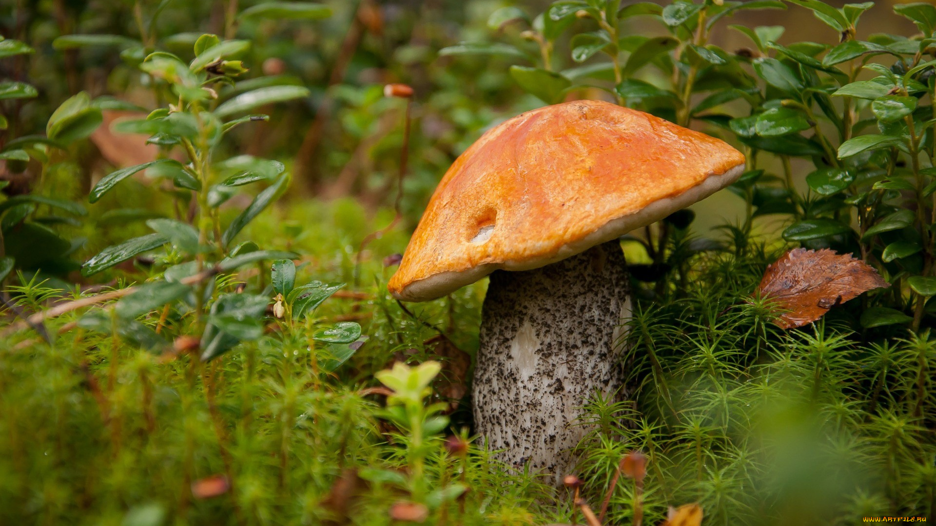 природа, грибы, подосиновик, осень, листья
