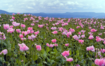 Картинка цветы маки розовый плантация
