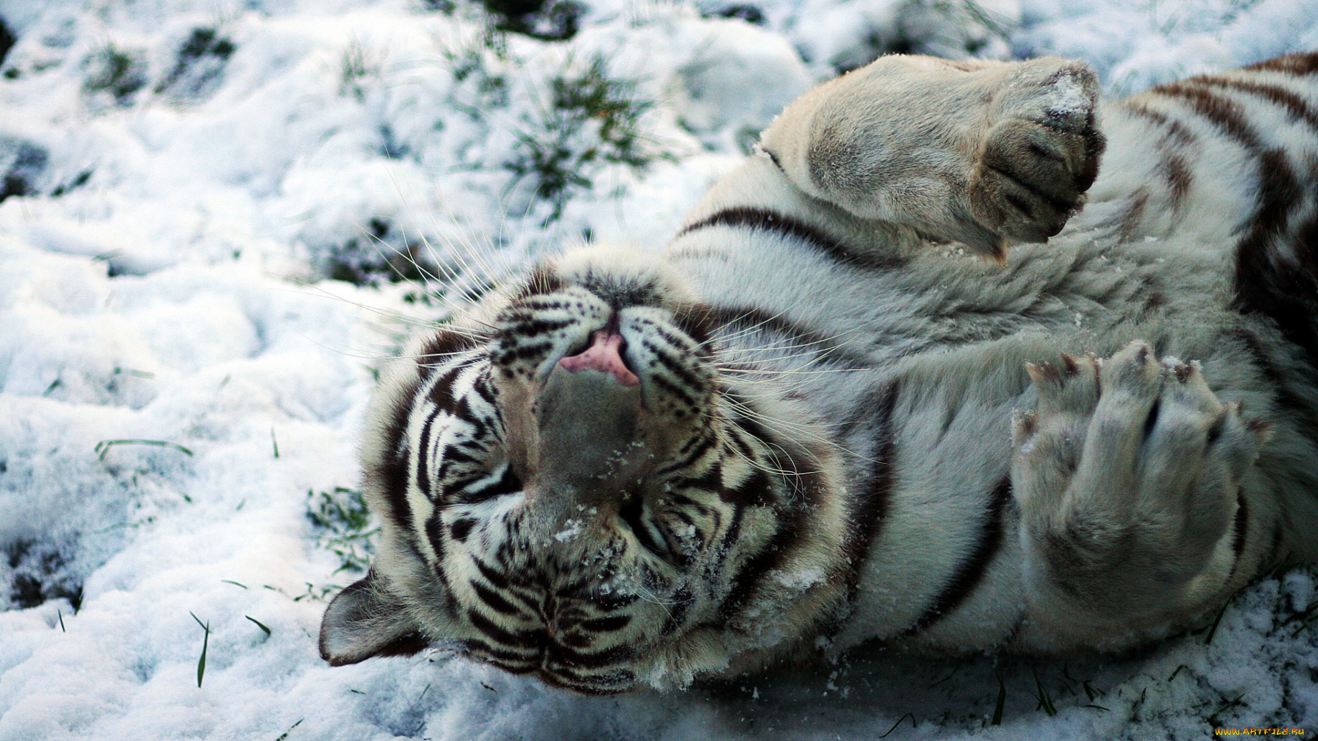 животные, тигры, снег, детеныш, белый, тигр
