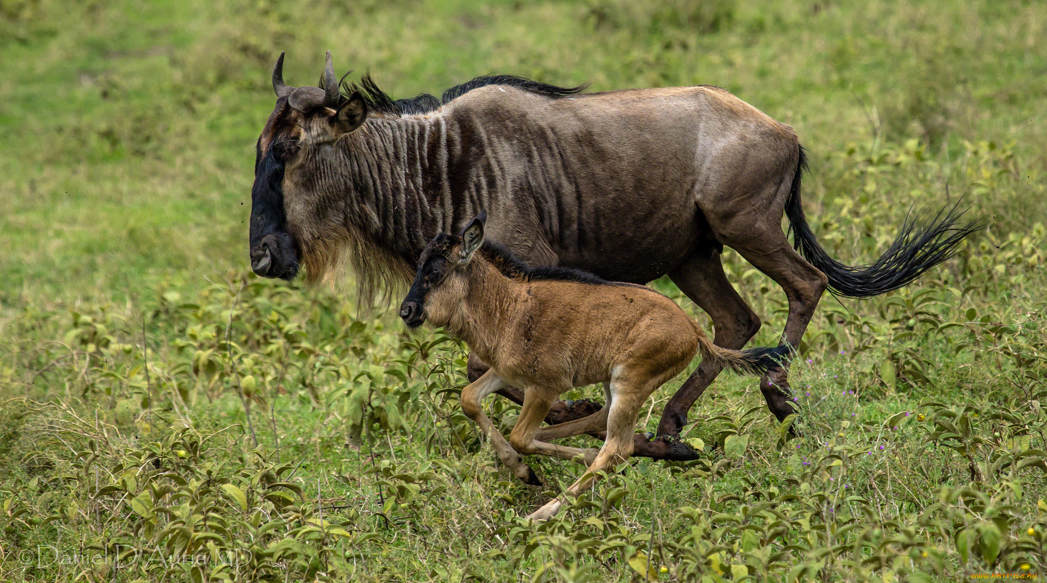 животные, антилопы, антилопа, гну, мама, малыш