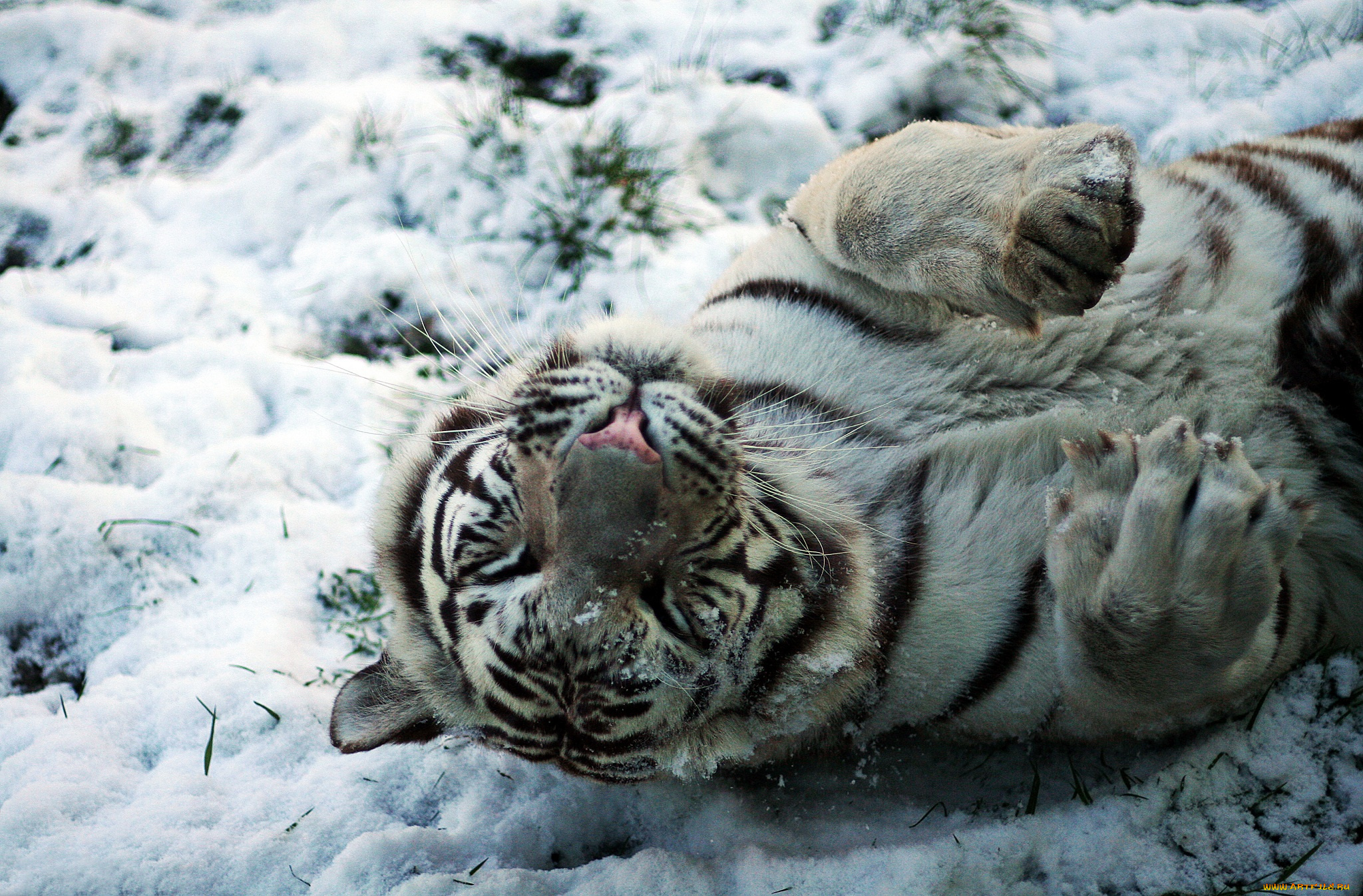 животные, тигры, снег, детеныш, белый, тигр