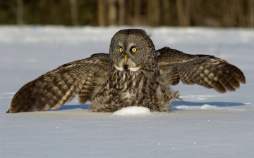 Картинка животные совы бородатая неясыть снег зима крылья