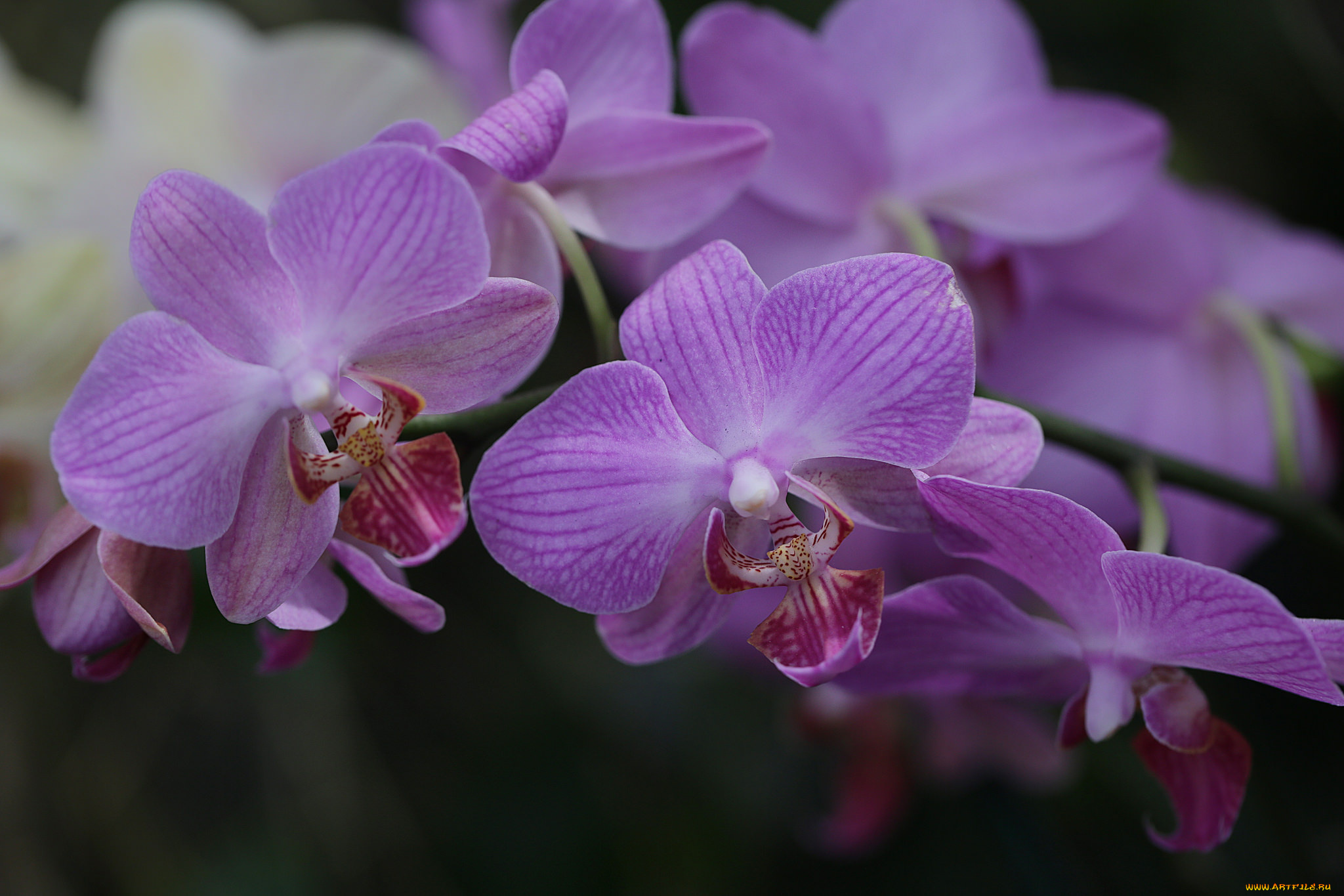 цветы, орхидеи, orchids, цветение, flowers, flowering