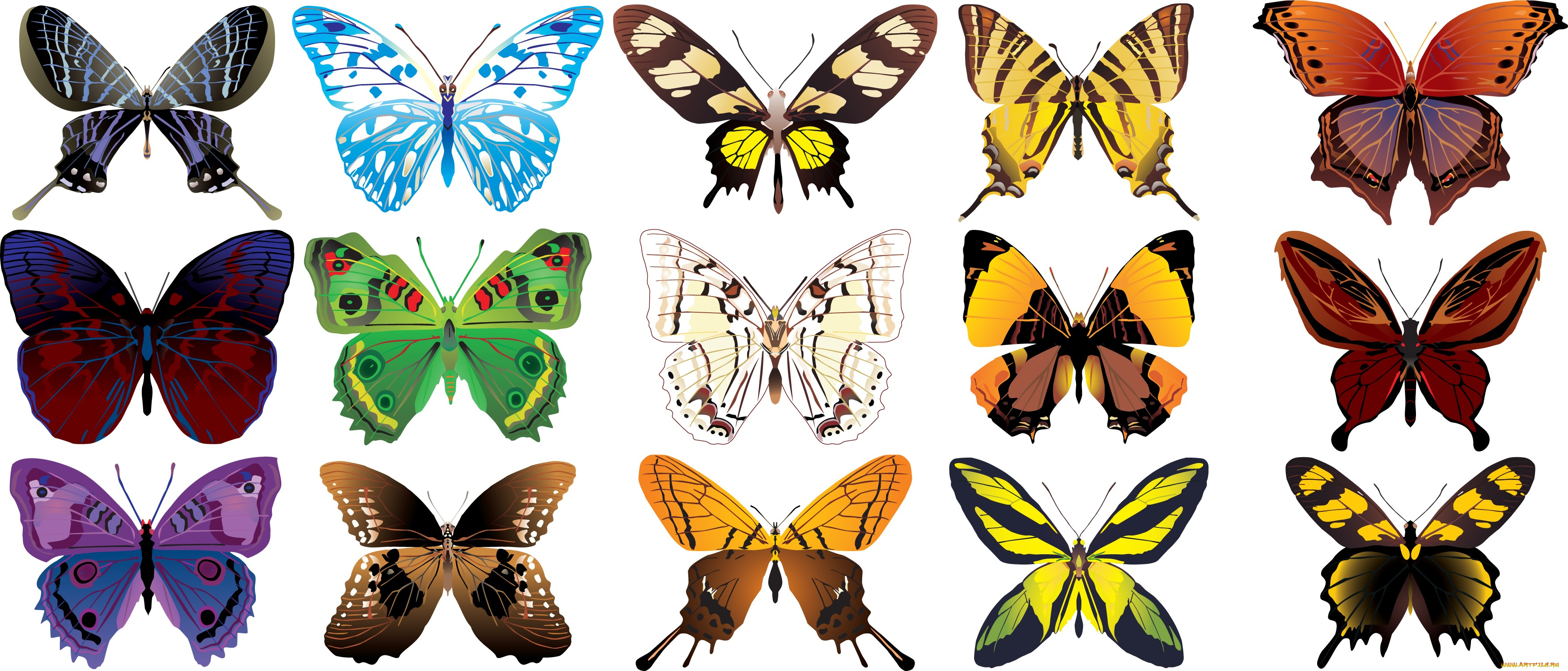 векторная, графика, животные, фон, бабочки