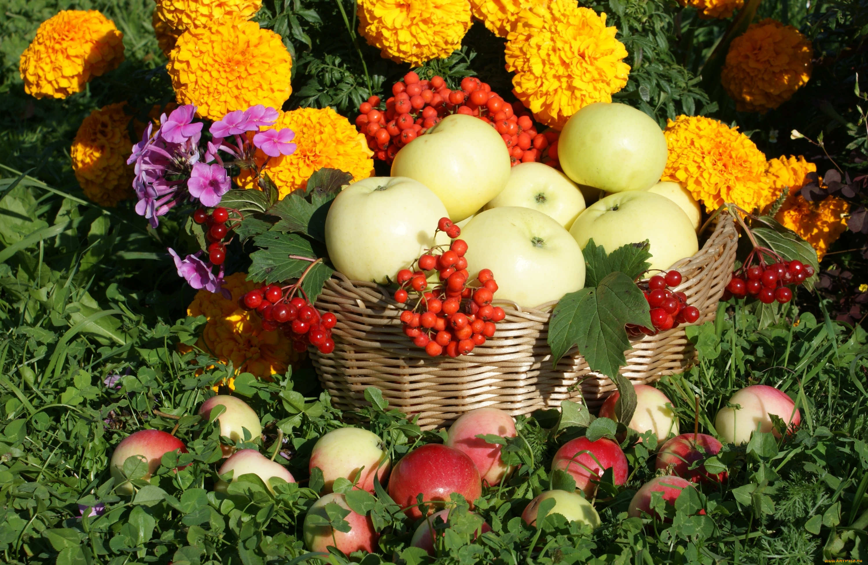 еда, Яблоки, яблоки, цветы, флоксы, бархатцы, корзина, рябина, калина