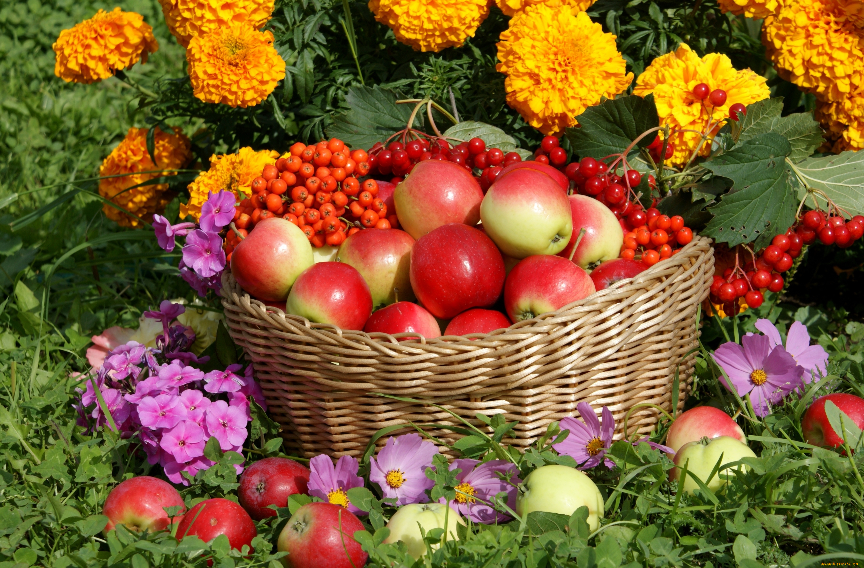 еда, Яблоки, калина, рябина, яблоки, бархатцы, космея, урожай, цветы, корзина, флоксы