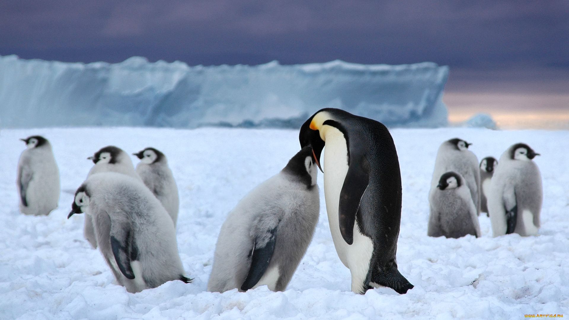 животные, пингвины, кормежка, лед, пингвинята, стая, снег