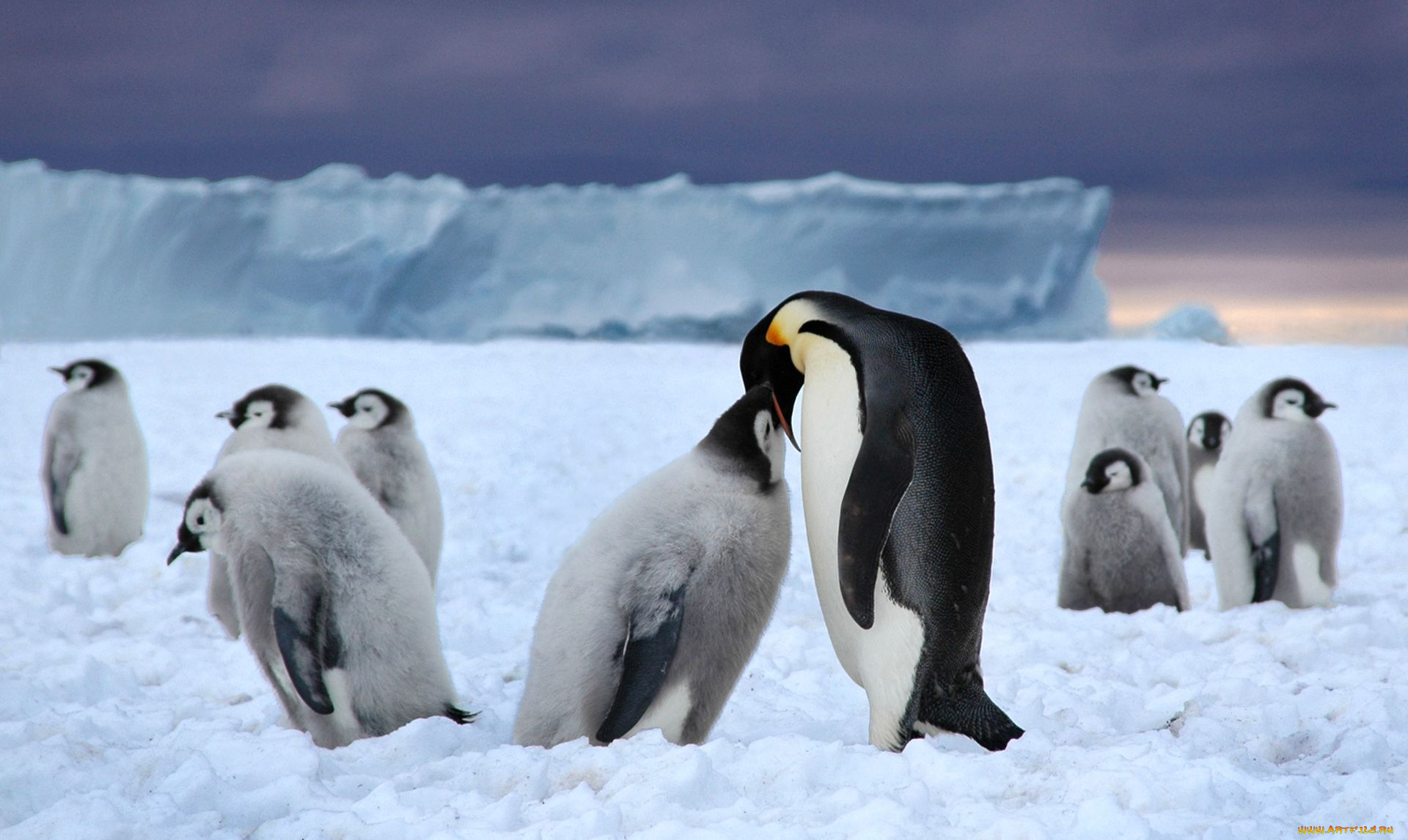 животные, пингвины, кормежка, лед, пингвинята, стая, снег