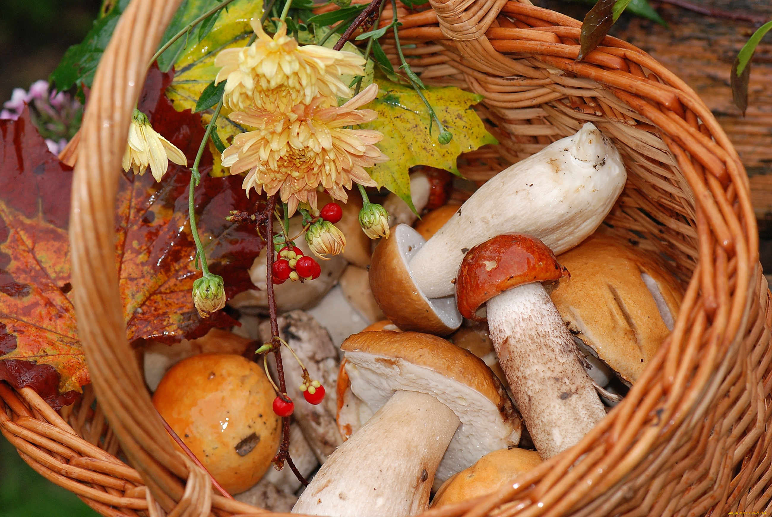 еда, грибы, грибные, блюда, боровики, хризантемы, корзина