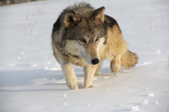 Картинка животные волки хищник снег