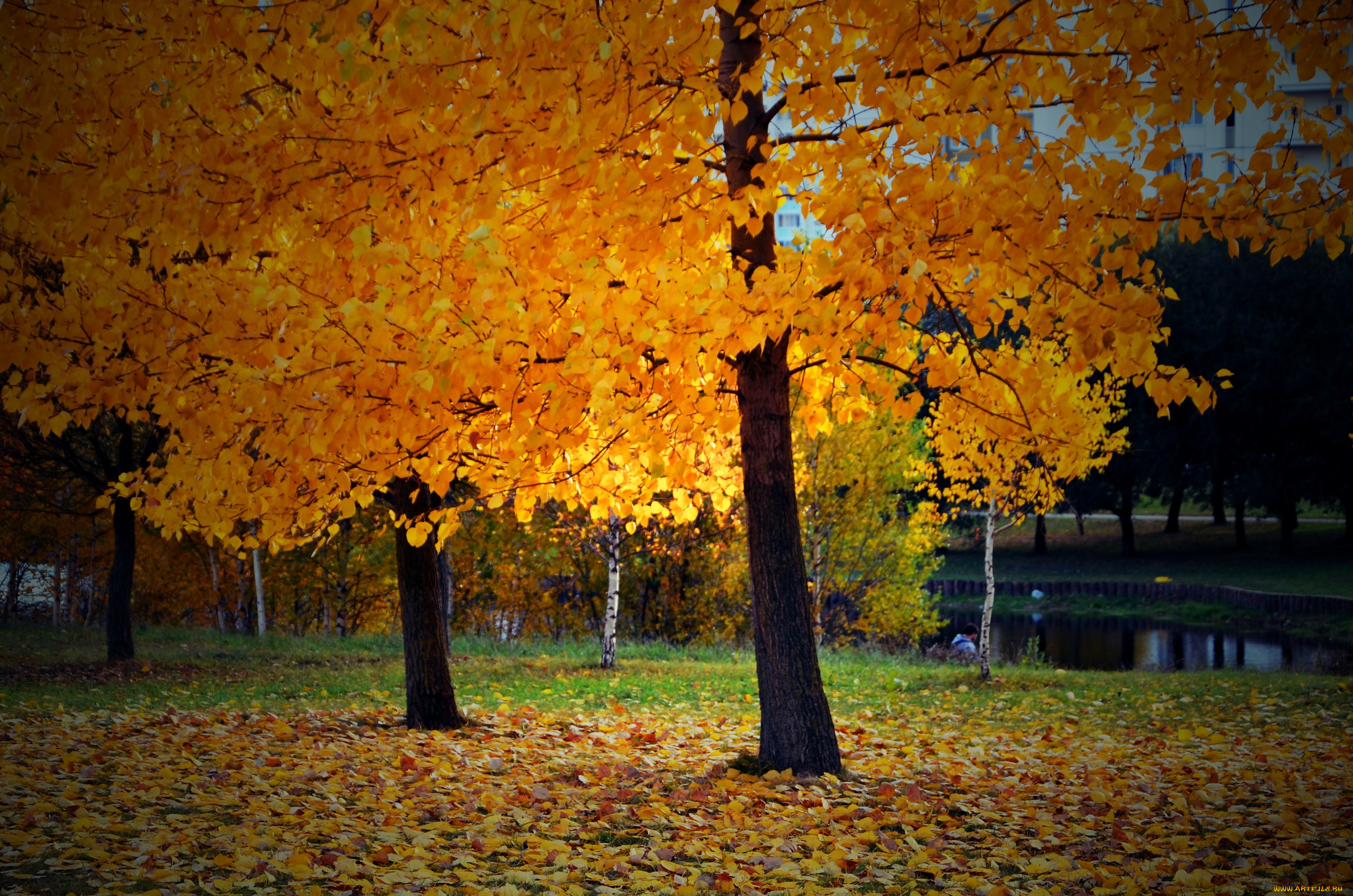дерево, осень, природа, парк, листья, листва, дерево, осень