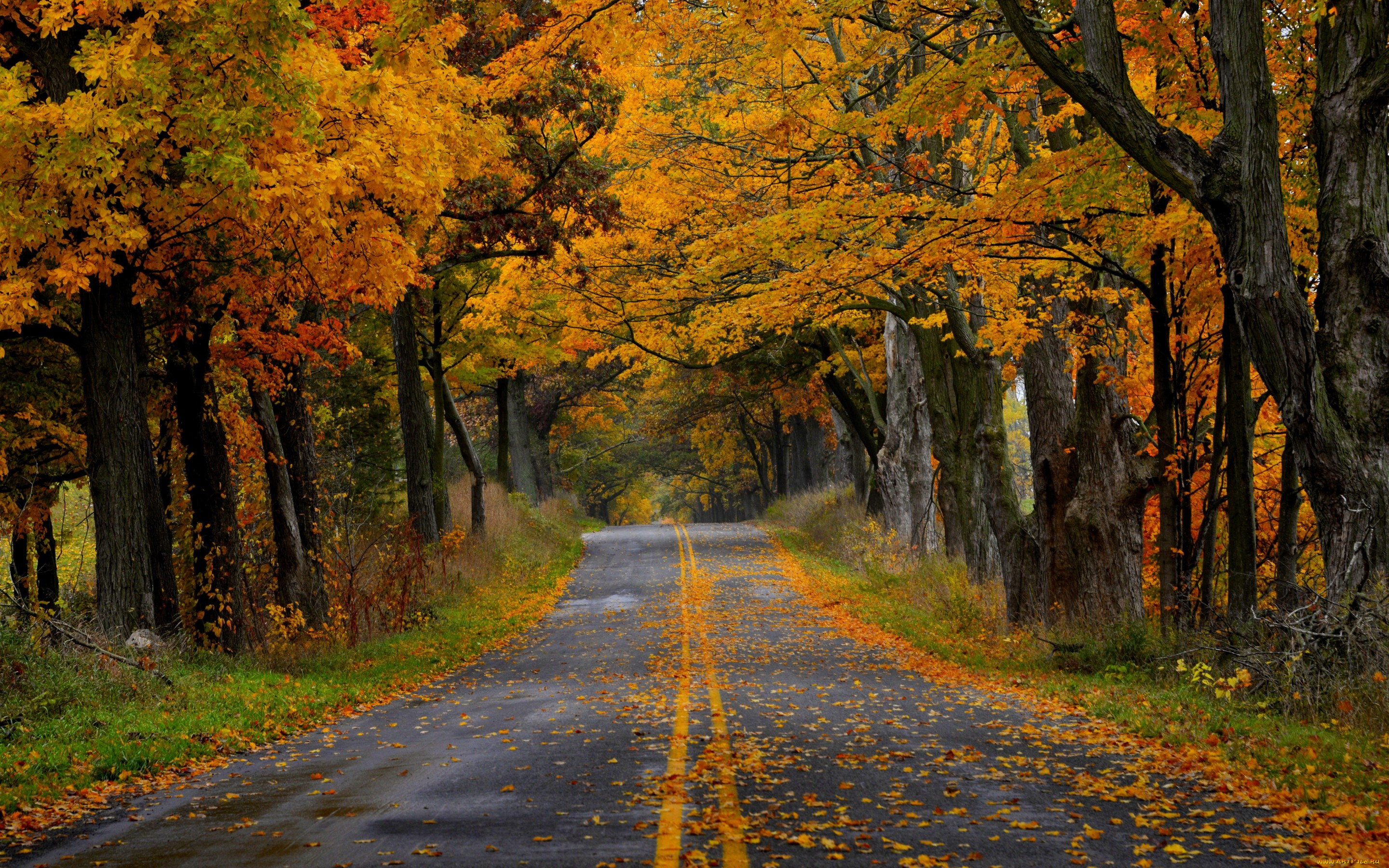 природа, дороги, парк, дорога, лес, деревья, листья, осень