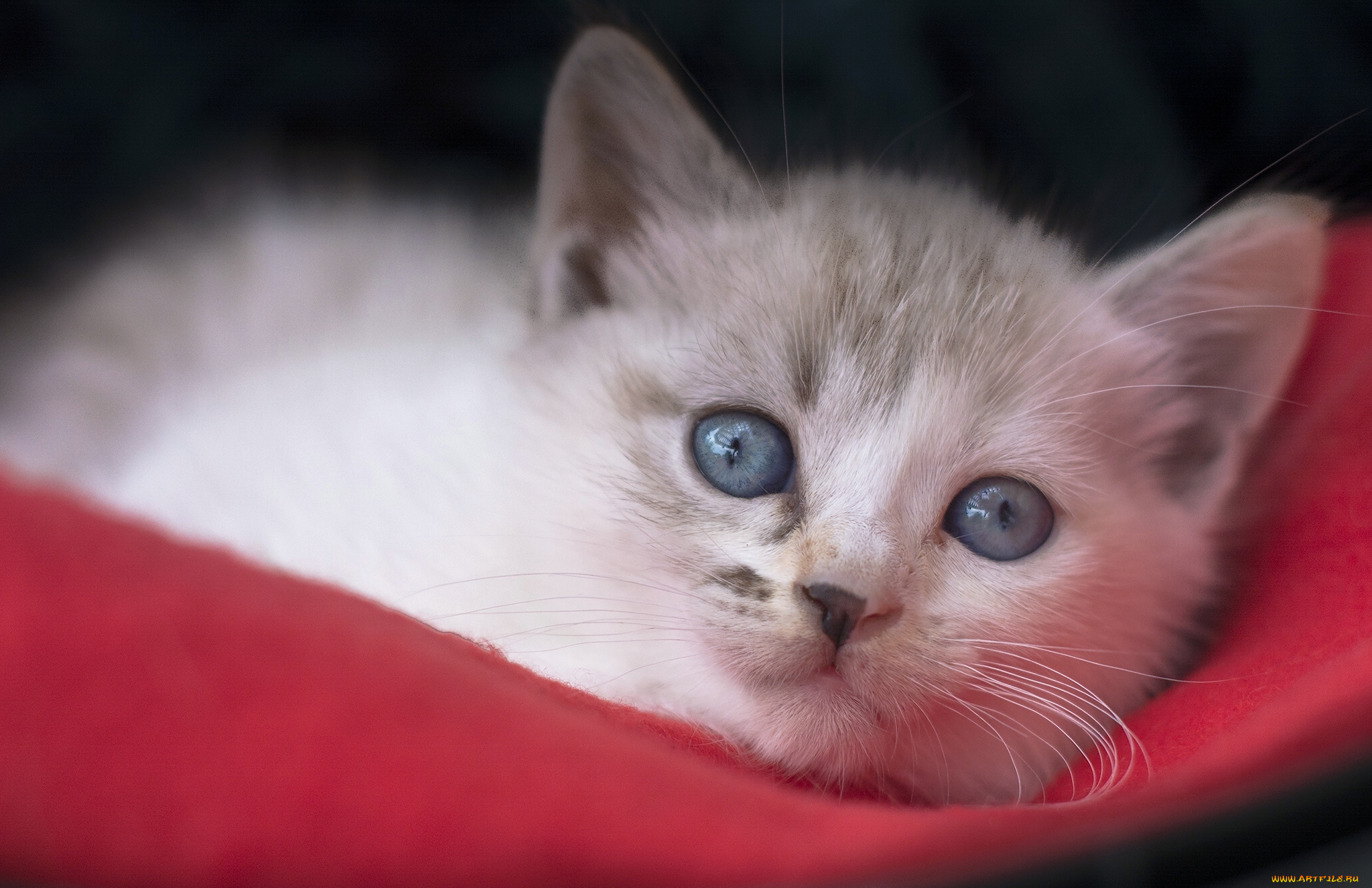 животные, коты, котёнок, мордочка, голубые, глаза, взгляд