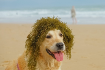 Картинка животные собаки собака водоросли