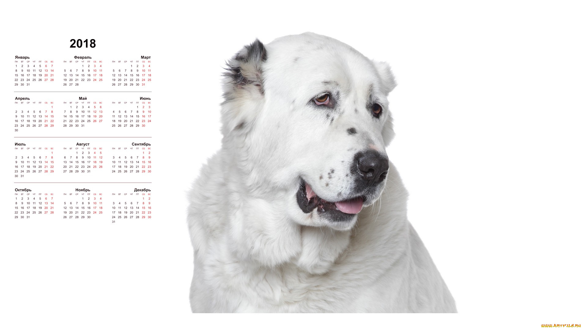 календари, животные, белый, фон, собака