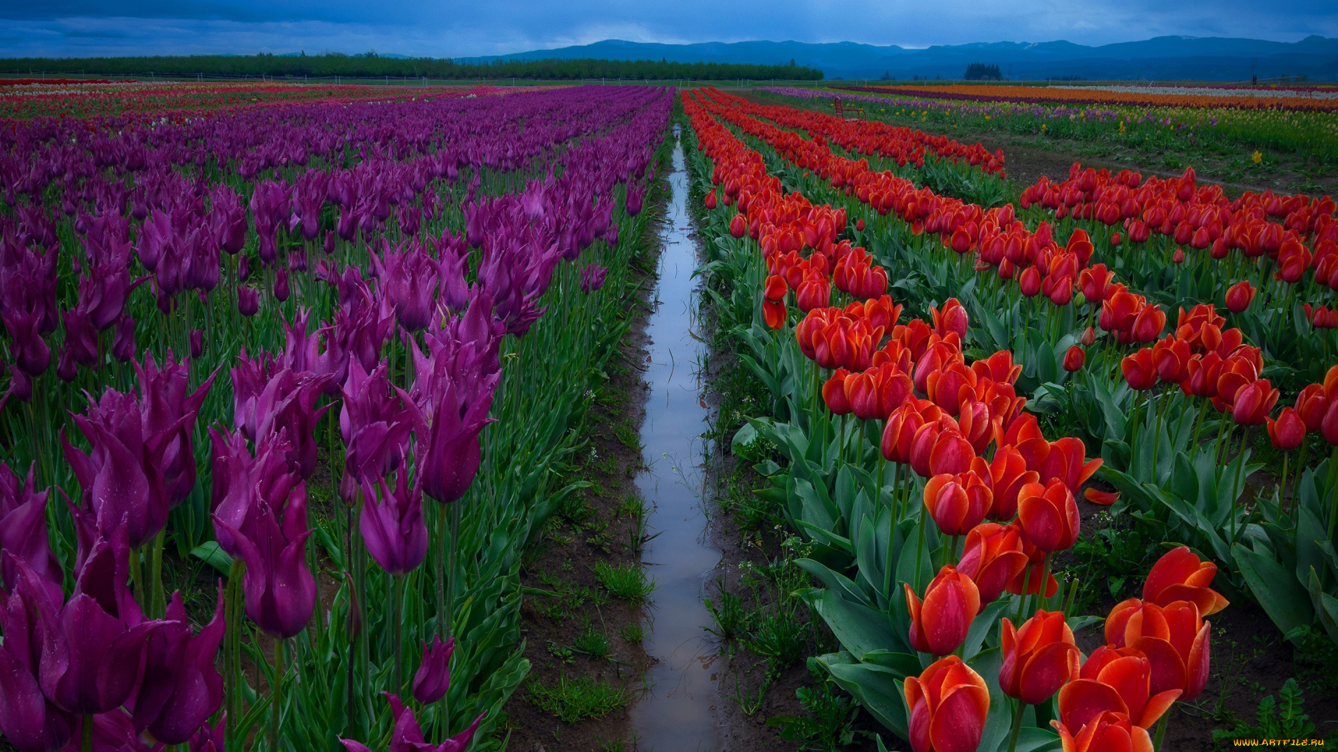 цветы, тюльпаны, ряды, красные, после, дождя, фиолетовые, вода, небо, поле, межа, плантация