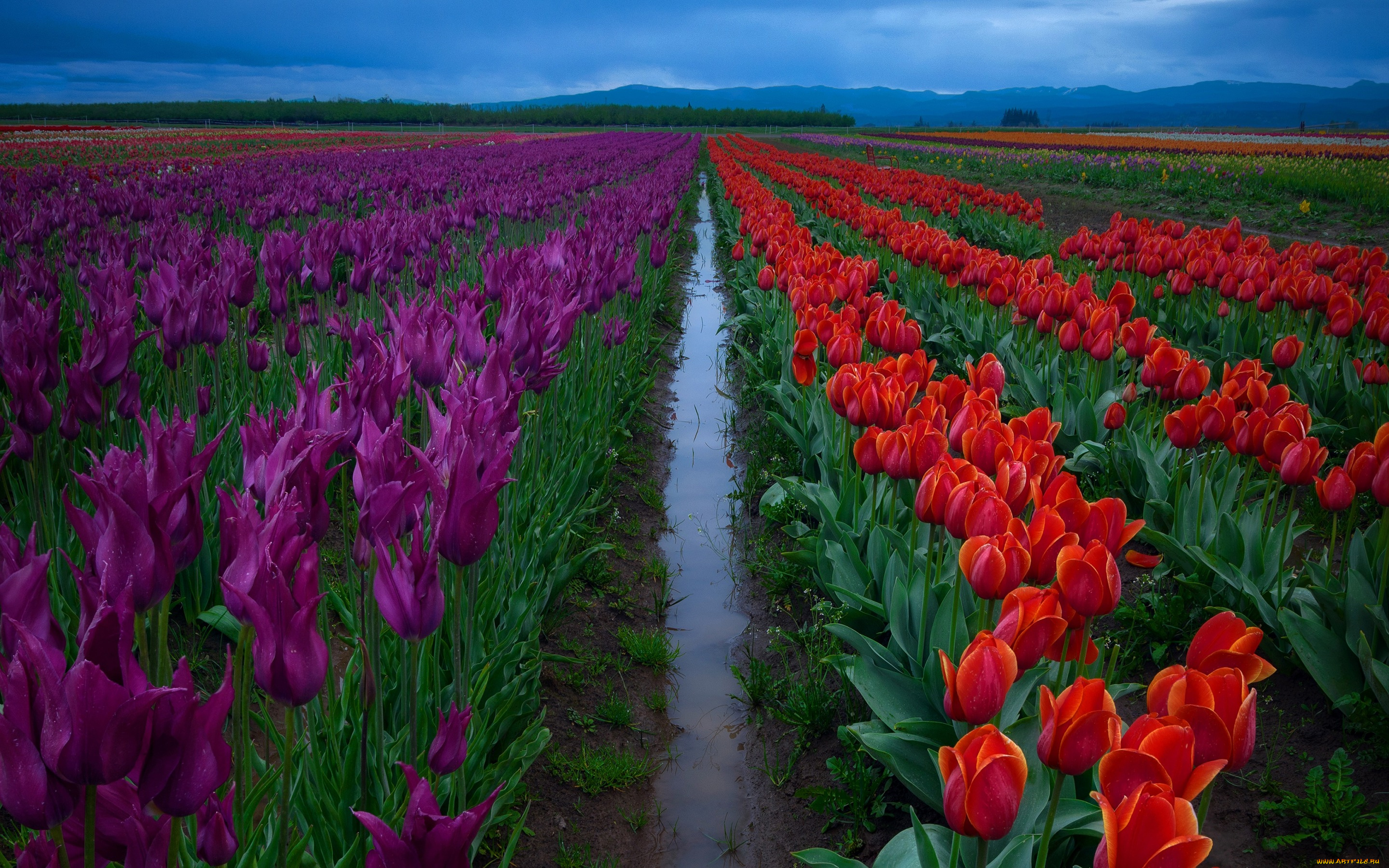 цветы, тюльпаны, ряды, красные, после, дождя, фиолетовые, вода, небо, поле, межа, плантация