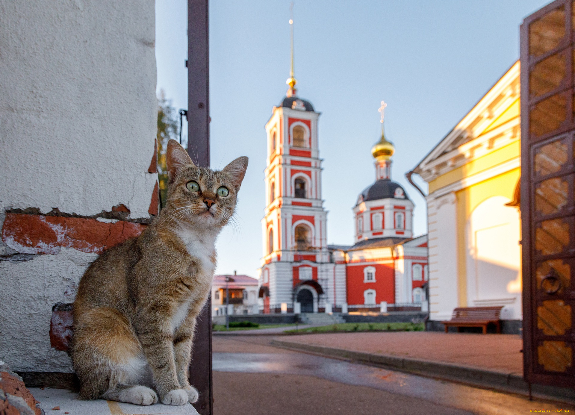 животные, коты, церковь, здание, кошки, россия