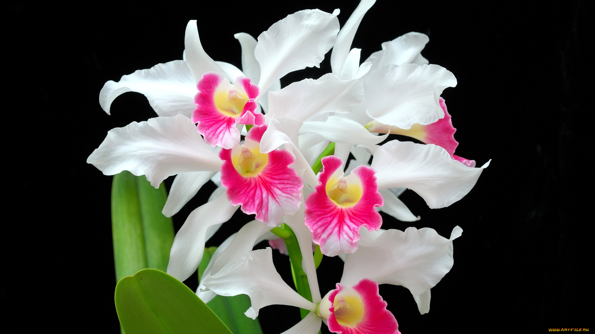 цветы, орхидеи, белый, малиновый, экзотика