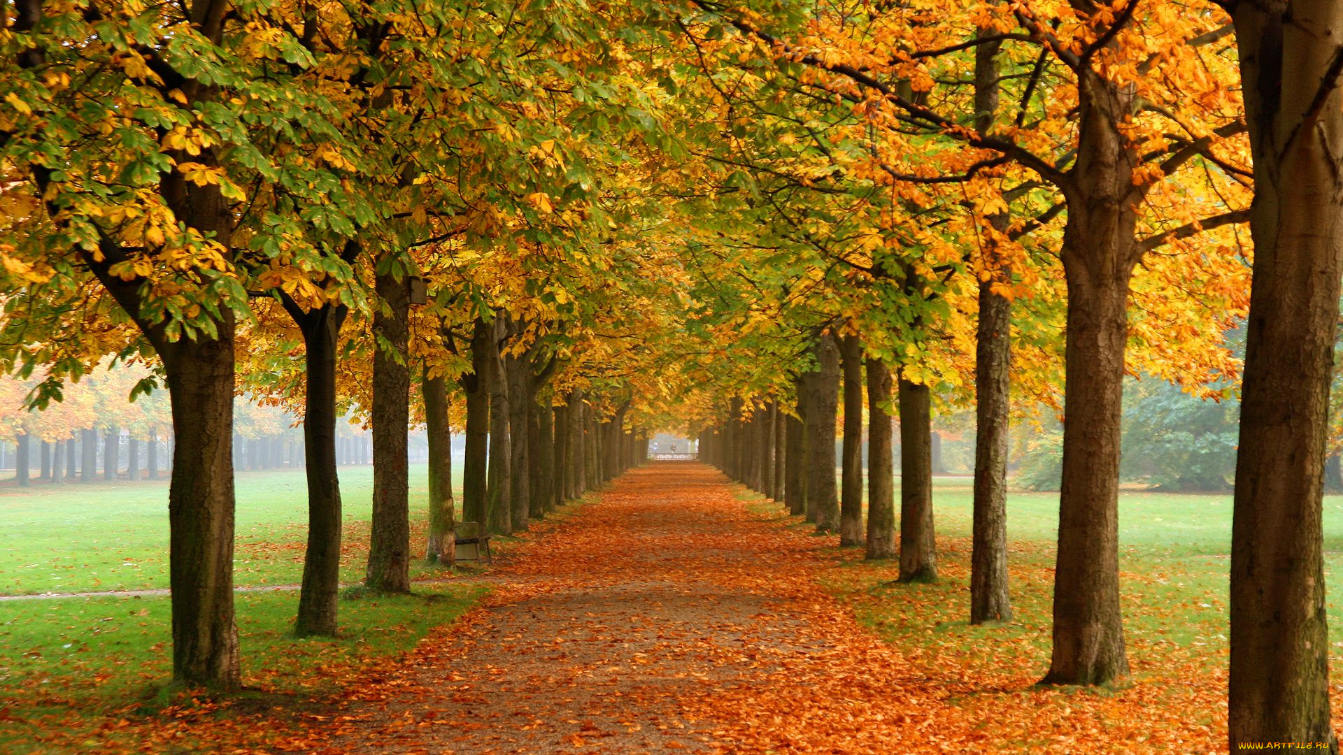 природа, деревья, осень, аллея