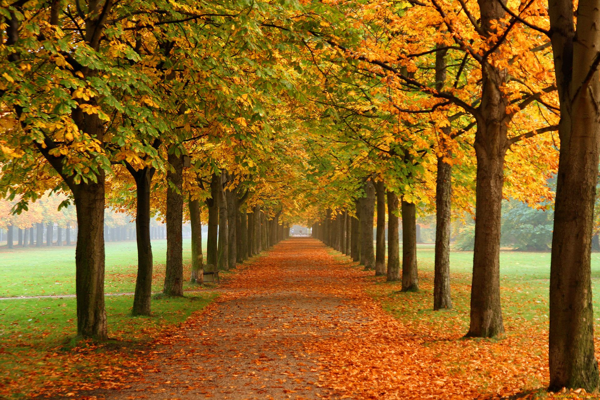 природа, деревья, осень, аллея