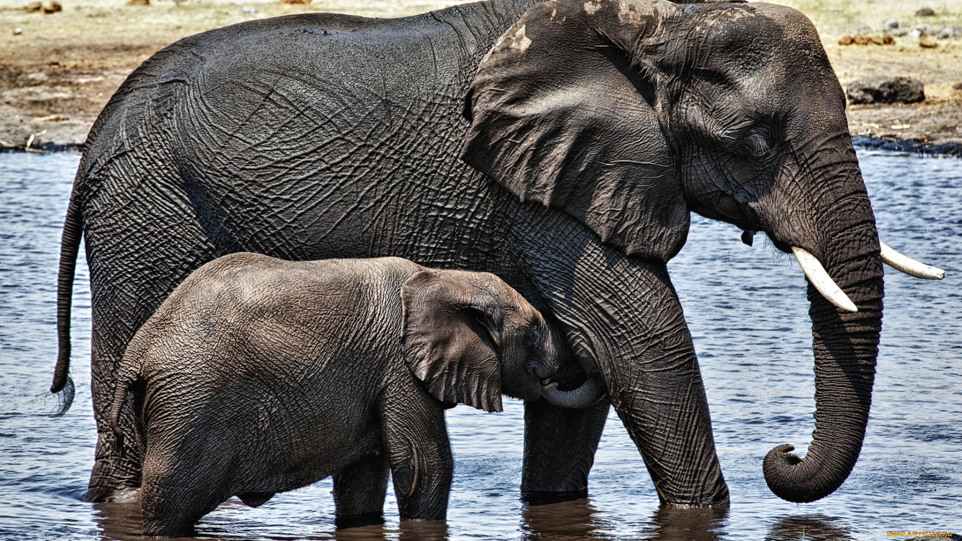 животные, слоны, мама, малыш