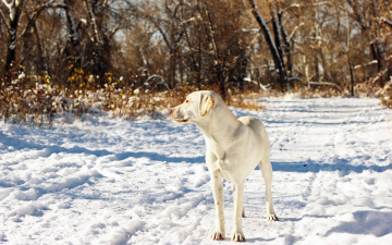 Картинка животные собаки друг снег собака