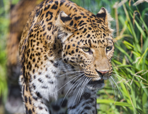 Картинка животные леопарды кошка