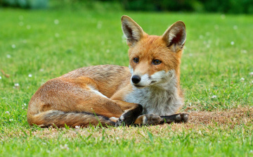 Картинка животные лисы трава лисичка луг