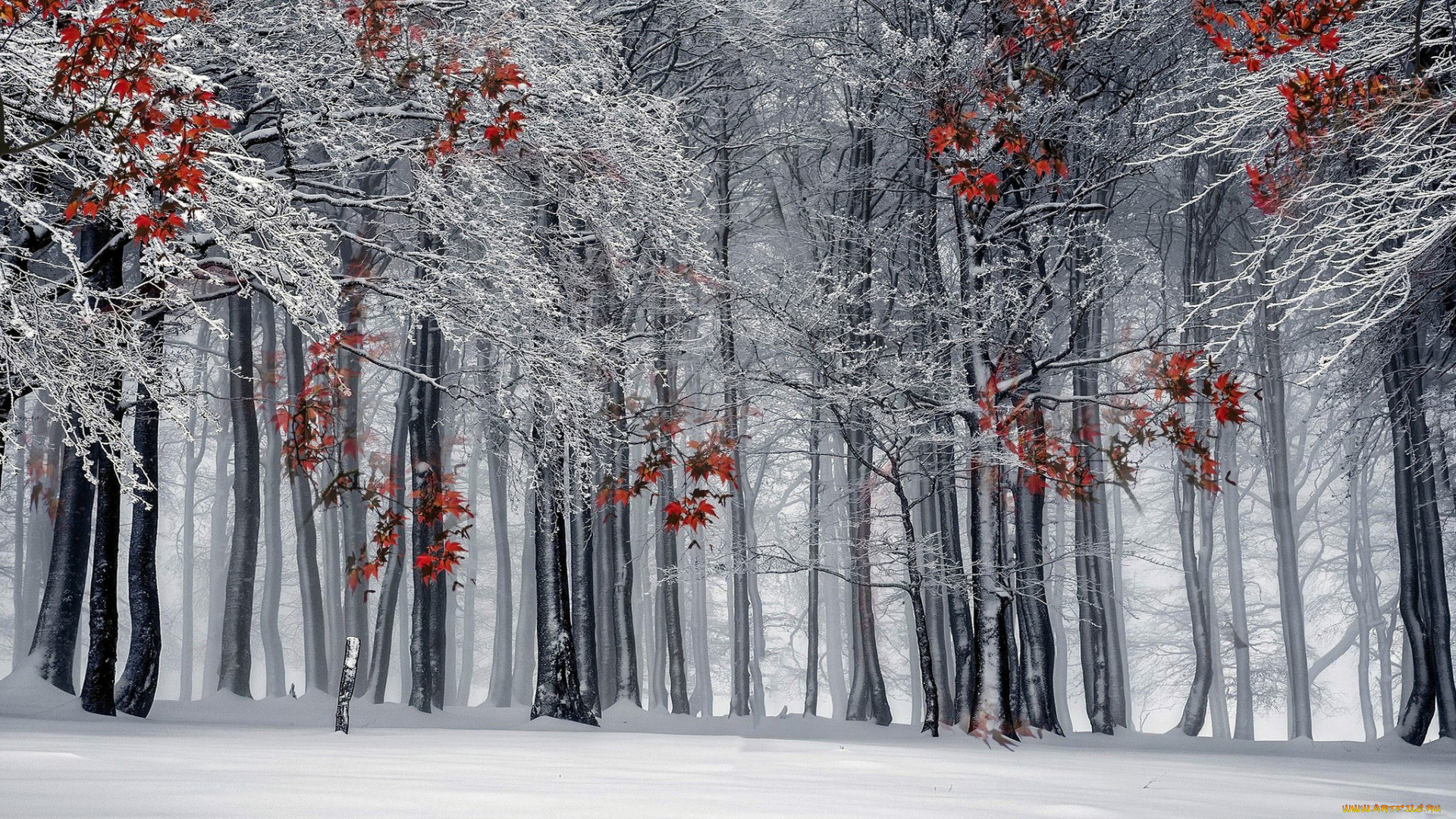 природа, зима, снег, лес, иней