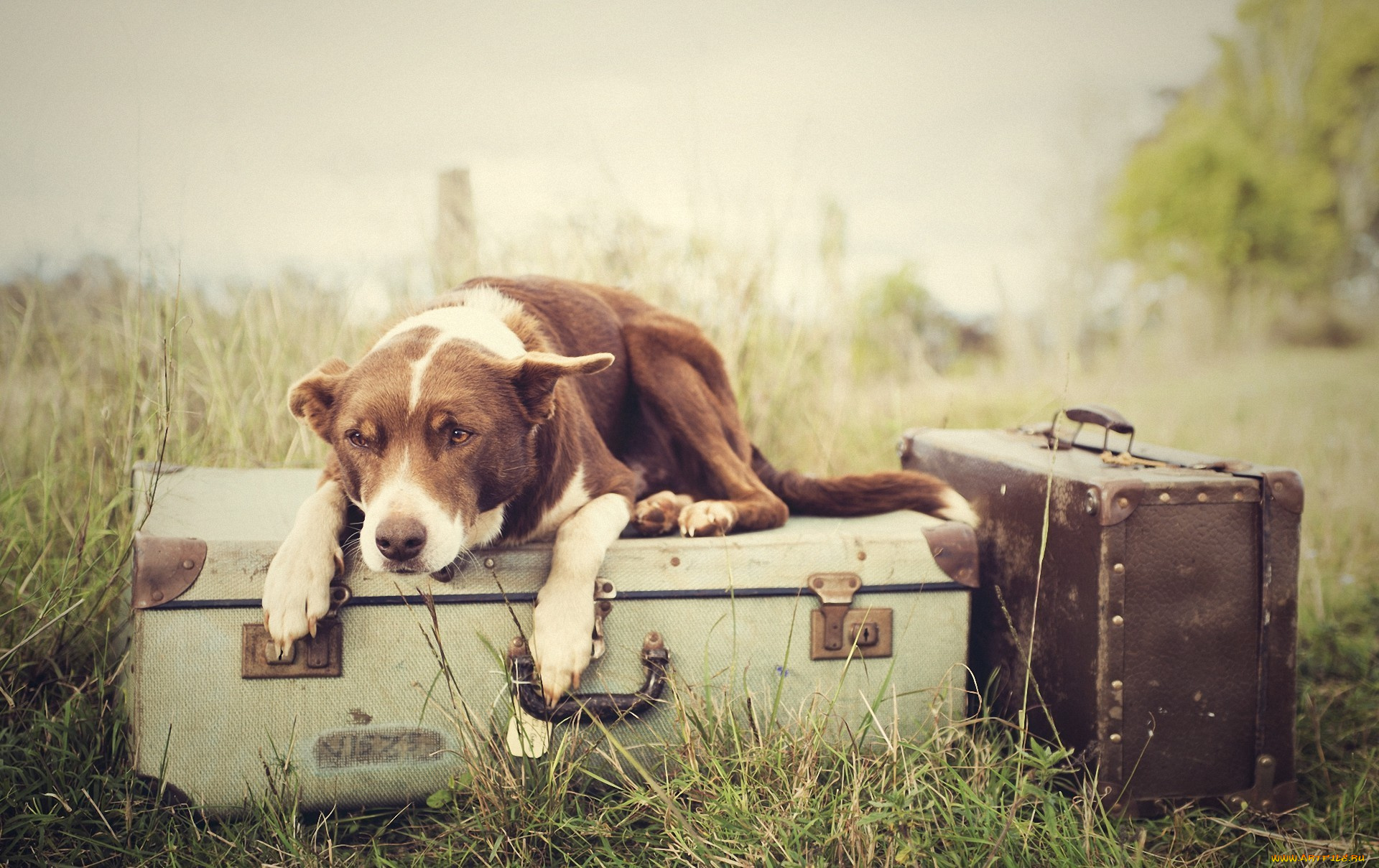 животные, собаки, собака, багаж, чемоданы, трава