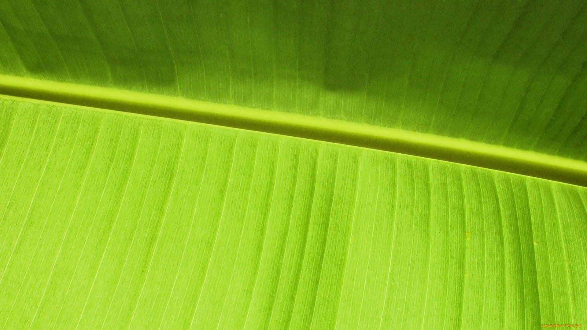природа, листья, лист, банан