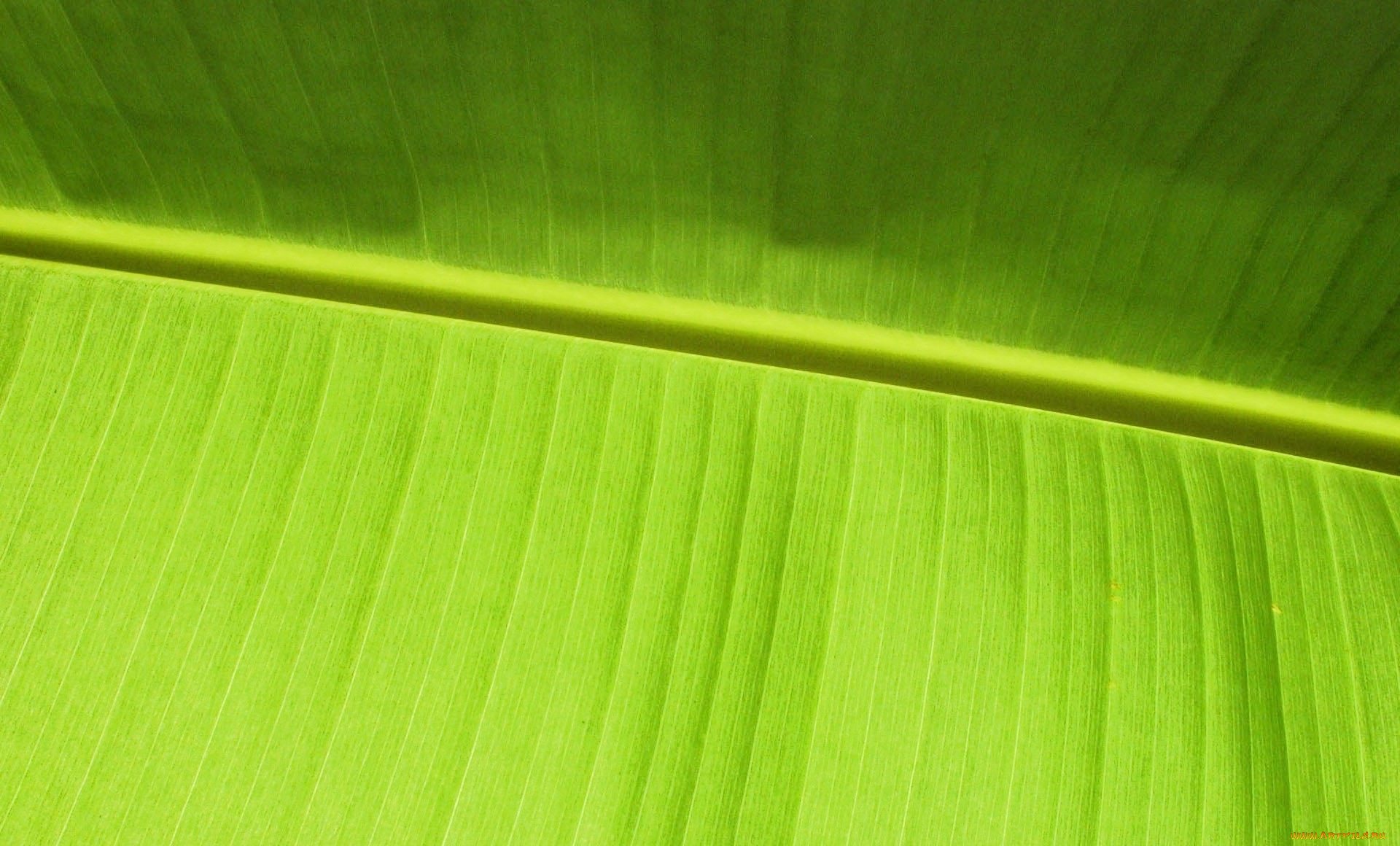 природа, листья, лист, банан