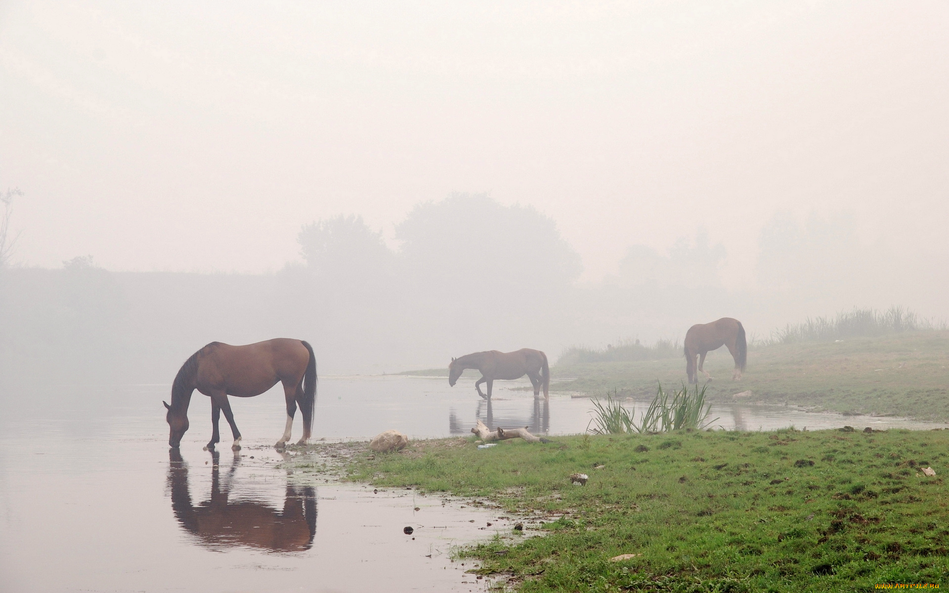 животные, лошади, конь, туман, лошадь