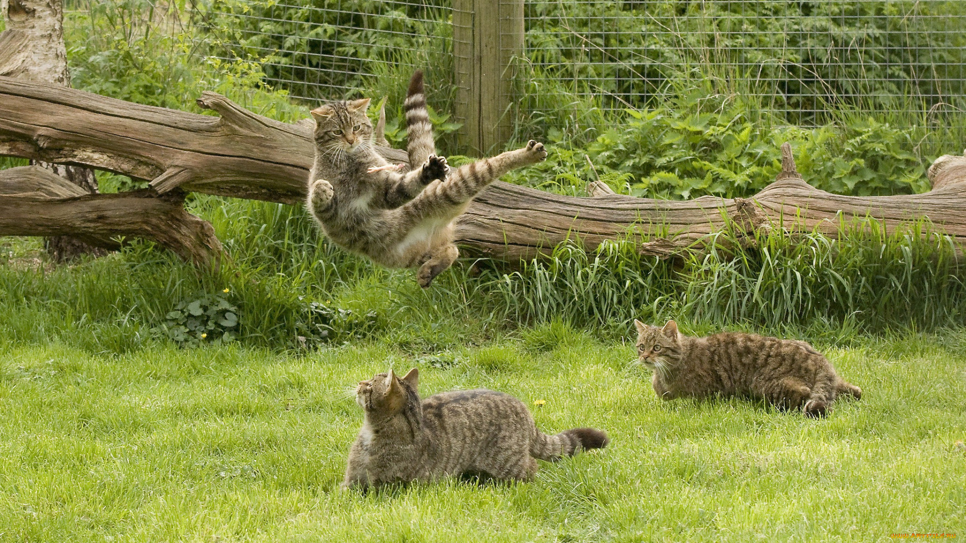 животные, коты, шотландская, дикая, кошка, the, scottish, wildcat, игры, кунг-фу, трава