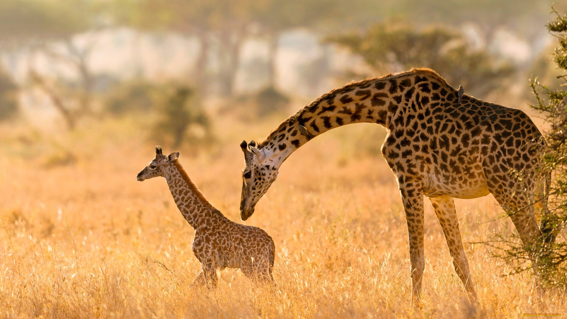животные, жирафы, детеныш, дикая, природа, жираф, с, мамой, aфрика, дикие