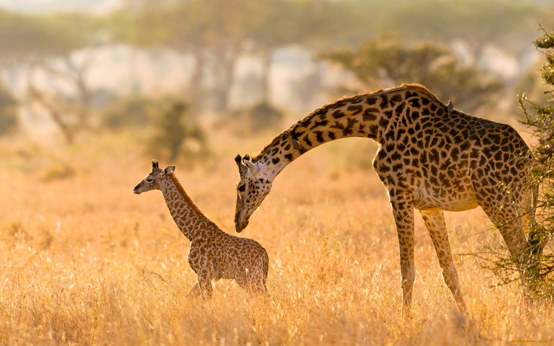 животные, жирафы, детеныш, дикая, природа, жираф, с, мамой, aфрика, дикие