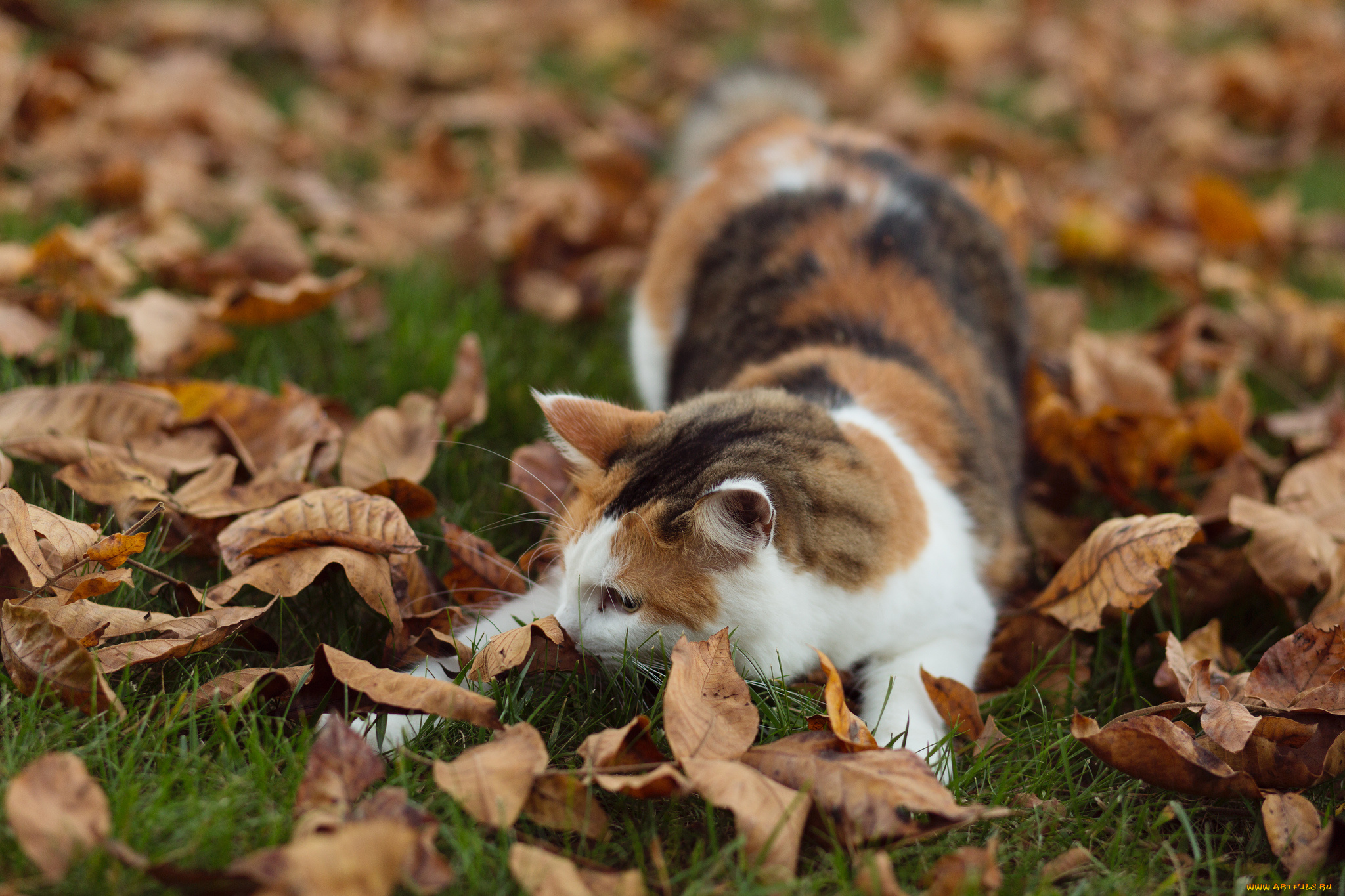 животные, коты, киса, листья, осень