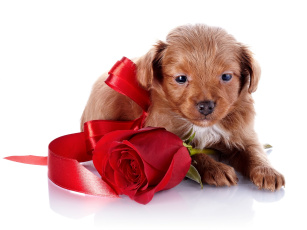 обоя животные, собаки, роза, цветок, щенок, собака, ленточка, бутон