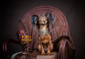 Картинка животные собаки чихуахуа