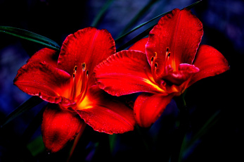 Картинка цветы лилии +лилейники красная лилия