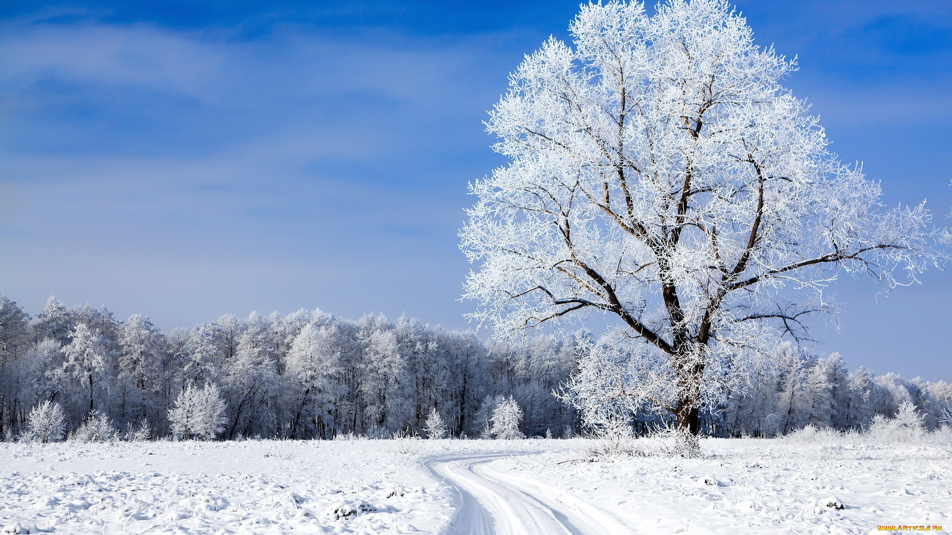 природа, зима, колея, деревья, лес, снег, поле